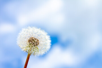 One round white fluffy dandelion against a cloudy sky in the left part of the image
