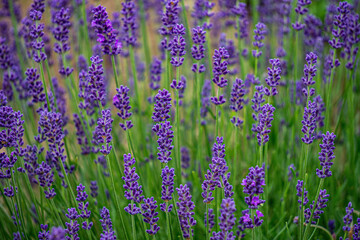 Closeup of purple lavender flowers in the countryside.