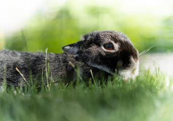 Portrait of a cute black Netherland dwarf rabbit, the smallest breed of rabbits. This adult rabbit...