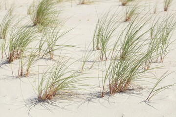 Sanddünen mit Dünengräsern, Deutschland, Europa