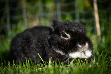 Portrait of a cute black Netherland dwarf rabbit, the smallest breed of rabbits. This adult rabbit...