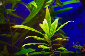 Water plant hygrophila in the aquarium. Hygrophila angustifolia. Soft focus © pro2audio