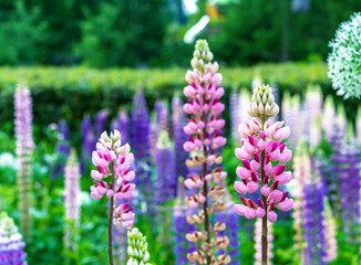 Blooming pink lupine flower. Purple lupine flower. Field lupine.
