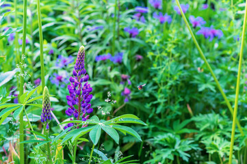 Purple lupine flower. Blooming lupine flower. Field lupine.