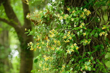 黄色い小さい花