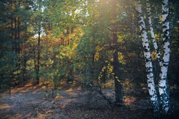 autumn in the forest