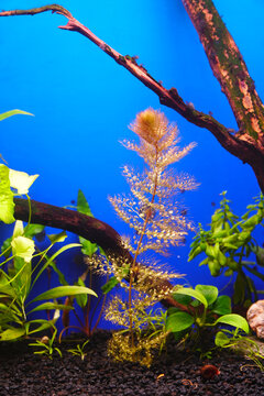 Predatory carnivorous plant bladderwort in the aquarium. Utricularia vulgaris