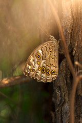 Closeup   beautiful butterflies ( Lattice Brown) sitting on the tree.