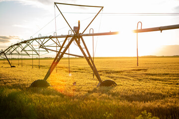 Sunset over a wheat field. The wheat is ripe and golden yellow in color. Above the wheat is an irrigation system.