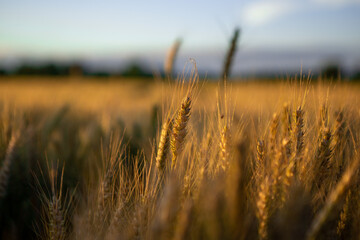 Focal ears of ripe wheat at sunset. The wheat is golden yellow in color and is ready for harvest.
