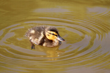 Mallard duckling swimming in a summer lake. Portrait of wild baby bird