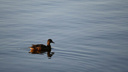 female duck flowing on the calm surface of the lake