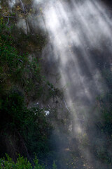 Fototapeta na wymiar Sunbeams in dark and foggy autumn forest - stock photo