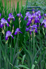 Tender blue irises on a flowerbed in a park in early summer.