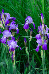 Tender blue irises on a flowerbed in a park in early summer.