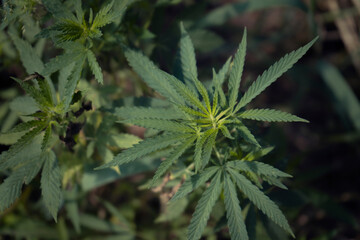 Large marijuana plantation, canabis bud