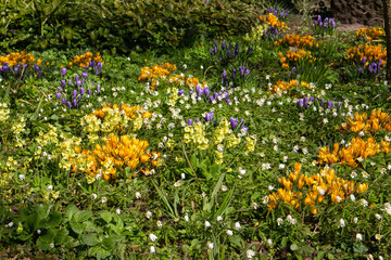 Colorful flowerbed with white wood anemones, Yellow and purple saffron crocus and primrose , Anemone nemorosa, Crocus vernus and Primula veris