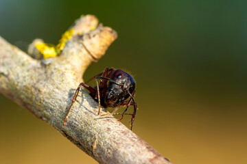 Beautiful Strong jaws of red ant close-up