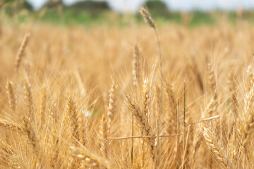 Ripe spikelets of wheat in the field