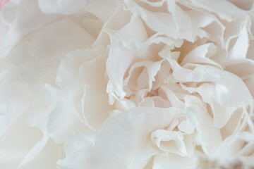 White peony flower close up