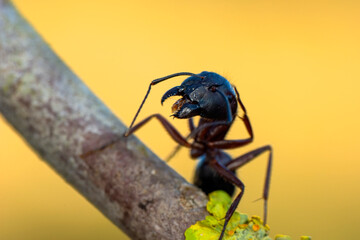 Beautiful Strong jaws of red ant close-up