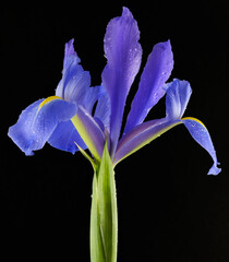 Vibrant purple / blue Dutch Iris (Iris Hollandica) flower standing with open bloom in studio lit environment with water droplets isolated on a black background
