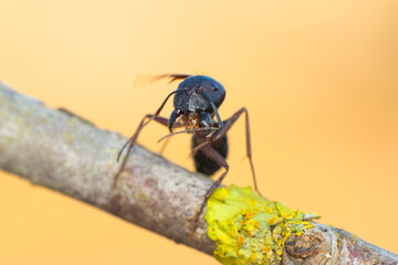 Beautiful Strong jaws of red ant close-up