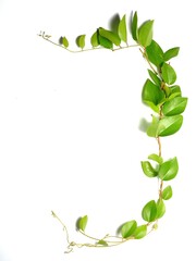 Frame of green leaves with copy space on white background