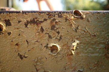 Spider on armor of the old battle tank.