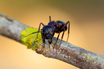 Beautiful Strong jaws of red ant close-up