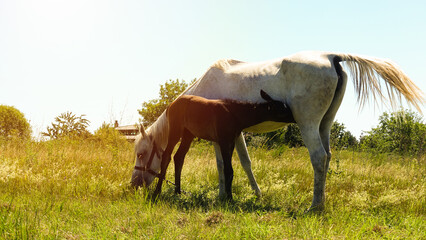 Naklejka na ściany i meble A mare and her offspring on green fresh meadow. Little baby foal breastfeeding from her mother horse. Feeding her only baby with milk during hot summer days.