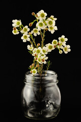 Naklejka na ściany i meble Fragrant white Wax Flower blooms, native Australian bush of Western Australia stand in amason jar isolated on a black background