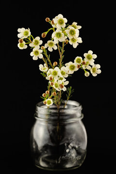 Fragrant white Wax Flower blooms, native Australian bush of Western Australia stand in amason jar isolated on a black background