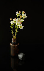 Oil rich Wax Flower (Chamelaucium) stems standing in a small essential oil bottle isolated on a studio black background