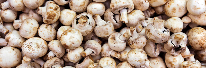 Background with fresh champignon