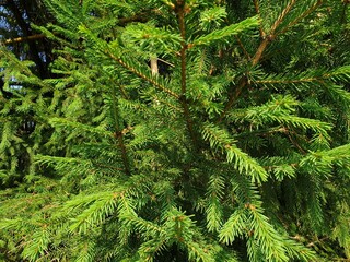 green pine needles