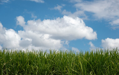 Fototapeta na wymiar Green sugar cane crop field under a sunny blue sky and fluffy white clouds with copy space
