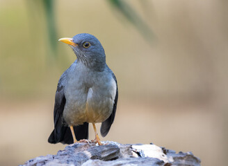 The karoo thrush is a common garden bird on the Highveld of South Africa image in horizontal format