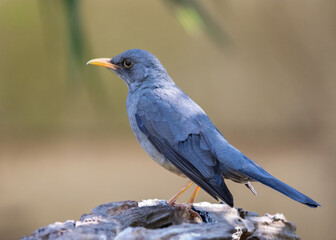 The karoo thrush is a common garden bird on the Highveld of South Africa image in horizontal format