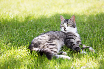 Young cat liying on green grass at the garden © photopixel