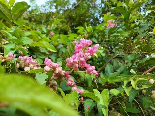 Pink mexican creeper blooming in nature background