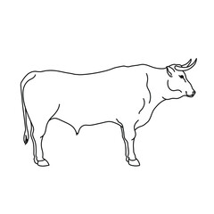 Bull line drawing. Minimalistic style for logo, icons, emblems, template, badges. Isolated on white background. Vector illustration