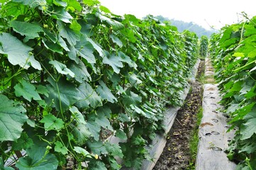 Fresh gourd angled on tree. Luffa acutangula in the agriculture farm land. Fresh vegetable