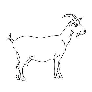 Goat line drawing. Minimalistic style for logo, icons, emblems, template, badges. Isolated on white background. Vector illustration