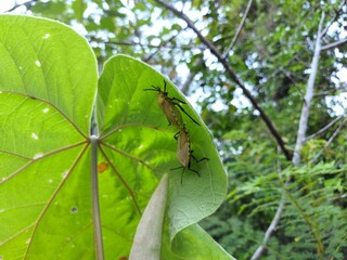 Insect in the forest, dark yellow wings breeding on green leaves