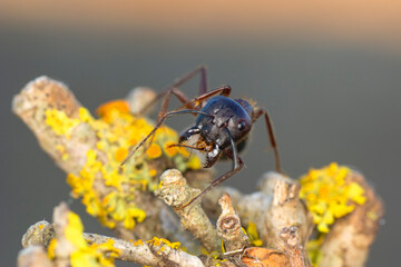 Beautiful Strong jaws of red ant close-up