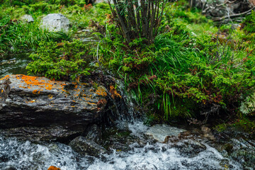 Beautiful mountain creek with rich flora in forest. Conifers and stone with lichens in water stream of mountain creek in sunlight. Atmospheric landscape with small river among thickets in sunny light.