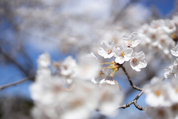 桜