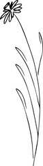 Flower plant drawn as a sketch. Flowering plant sketch.