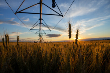 Focus on wheat ears. The wheat is ripe and ready for harvest. Behind is an irrigation system and the sky is blue.